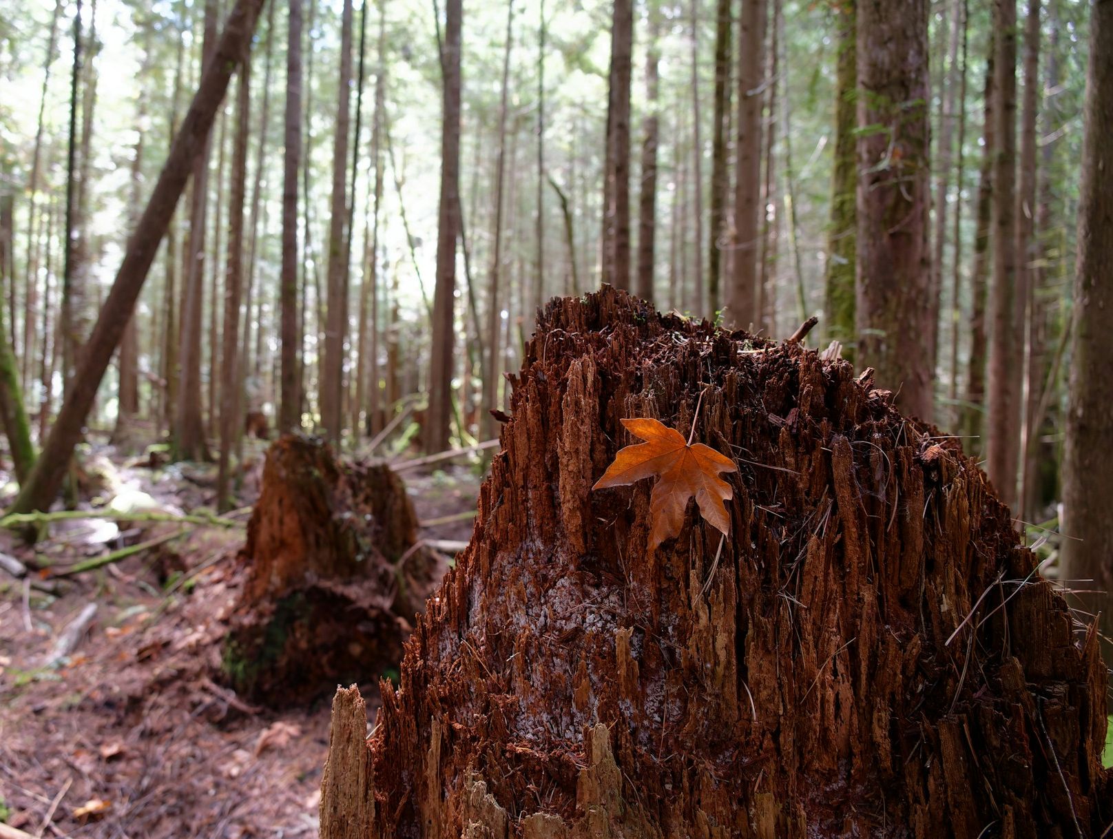 Stubbar - Bilbärgning i Borås AB